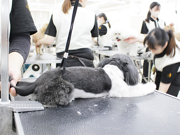 ☆お客様犬のトリミング☆